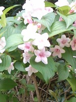 たぶん紫陽花