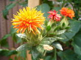 紅花