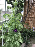 朝顔開花