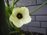 オクラの花