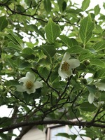 ヒメシャラの花