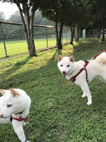 マロちゃんとマヤ