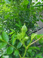 つるバラ