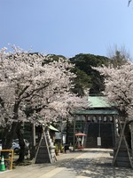 諏訪神社の桜