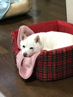 ベッド