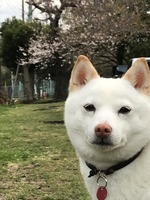 桜バックにマヤポーズ