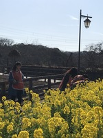 菜の花