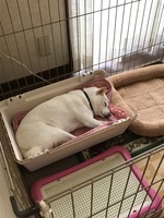 足場撤去の音に負けず