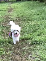 テケテケ頑張るピンク