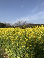 菜の花が1等!
