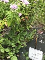 ベルガモットの花