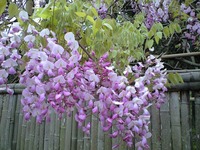 藤の花