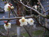 梅の開花