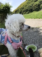 マヤの姿を追っています