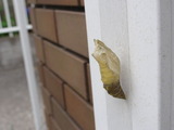 マツグロヒョウモン抜け殻