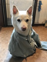 お仕事行ってきます