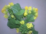 �ڤβ�