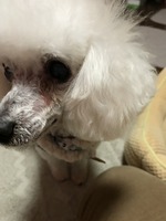 トリミング後のピンク