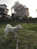 マヤと桜