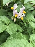 じゃがいもの花