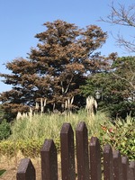 塩害か?この枯れ方