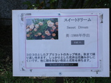 スイートドリーム