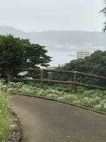 霧に生せっていました