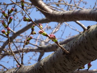 桜の下見