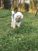 ピンク
