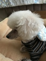 あずきのカイロ