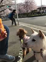 マヤ