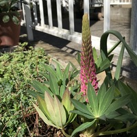 ルピナスの様子2