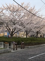 大津公園の桜