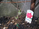 クレマチスの新芽