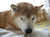 しゃべるなョぉ〜!