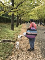 イチョウ並木