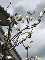 モクレンの花