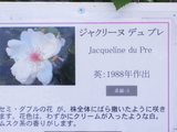 ジャクリーヌデュプレ