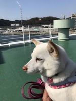 フェリーにて