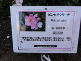 ニチニチ草の様なバラ