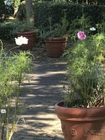 花の国