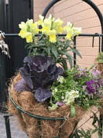 金魚草の寄せ植え