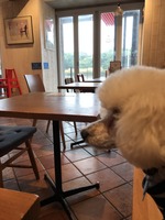 DOGカフェ