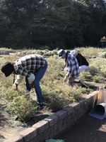 チェリーセージの手入れ
