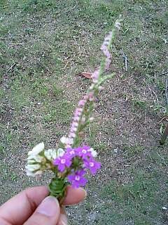 野の花♪