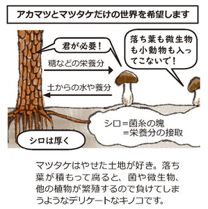 マツヤマ再生プロジェクト2