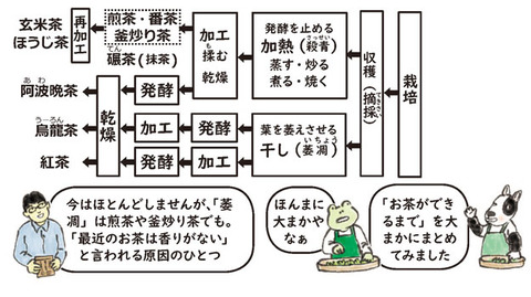 お茶が出来るまで表