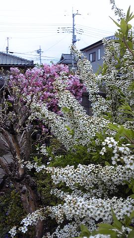 雪柳と海棠