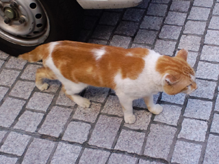 ハマトラ