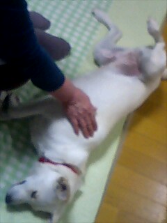 おっぴろげるカリンちゃん